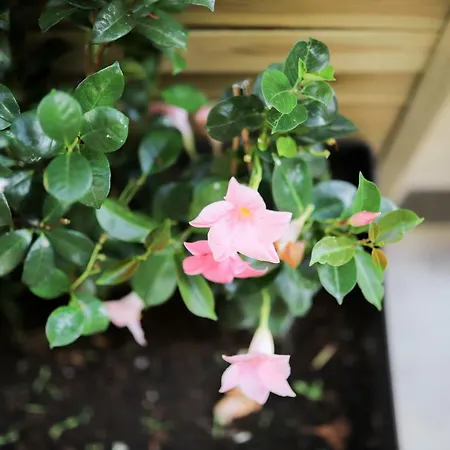 Casino Iii Apartamento *